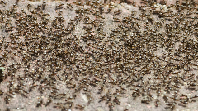 Illustration for article titled Aw, Jeez, Look At All These Ants
